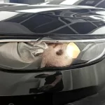 Chevrolet Malibu 2022 2.0 Turbo LT Special
